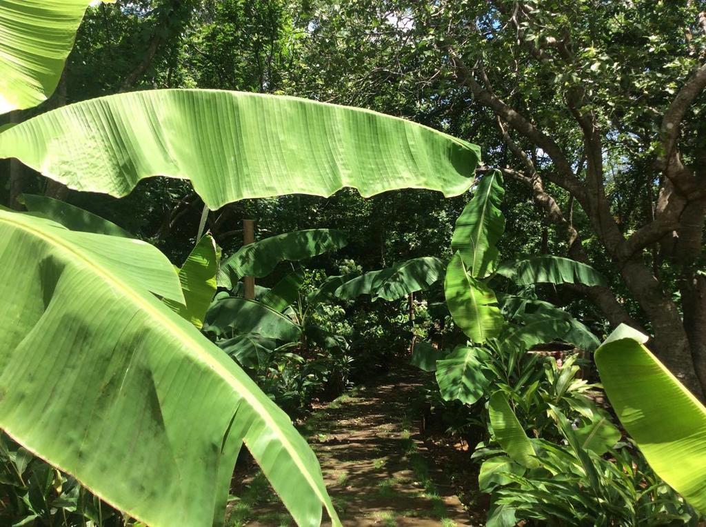 Dreamsea Surf Resort Nicaragua Сан Хуан дел Сур Екстериор снимка